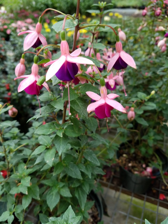 Baker's Home & Garden Center Somerset, PA