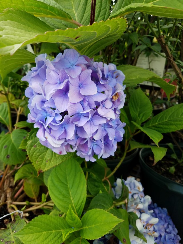 Baker's Home & Garden Center Somerset, PA